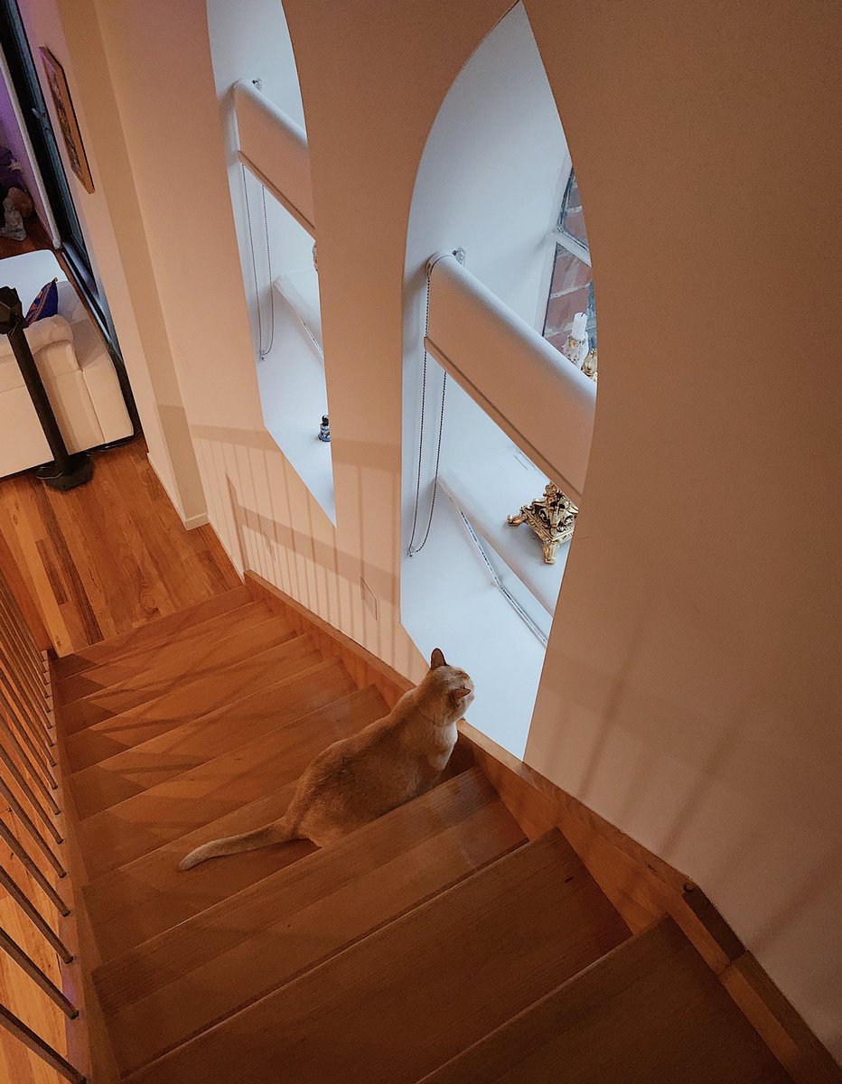 zzaps_cat's tweet photo. Watching for excitement 

https://t.co/VYgaT8wYkN https://t.co/NL5Qw5OTsy