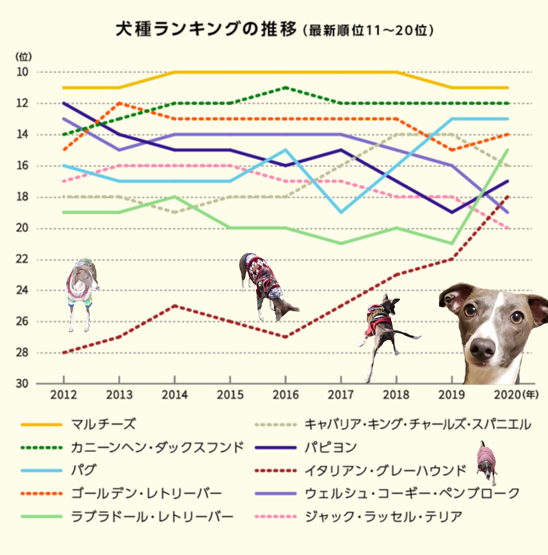 時雨 伸び率がすごい これは時代来たなw イタリアングレーハウンド イタグレ 犬種ランキング 時雨 伸び率がすごい これは時代来たなw イタリアングレーハウンド イタグレ 犬種ランキング