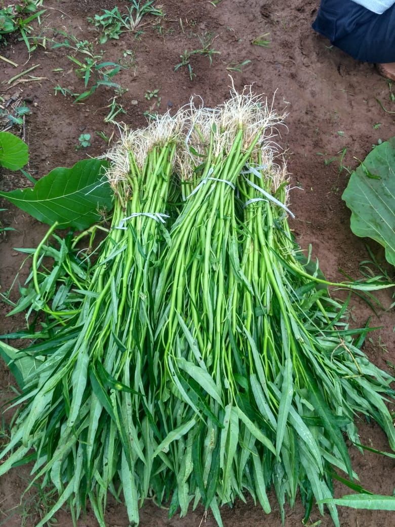 Smkijepara's tweet photo. Hari ini Panen kangkung cabut organik karya siswa siswi kejuruan Agribisnis Tanaman Pangan dan Hortikultura (ATPH) SMK ISLAM JEPARA. 
Hidup sehat, Smkira Bisa. https://t.co/MTc7bff4iY