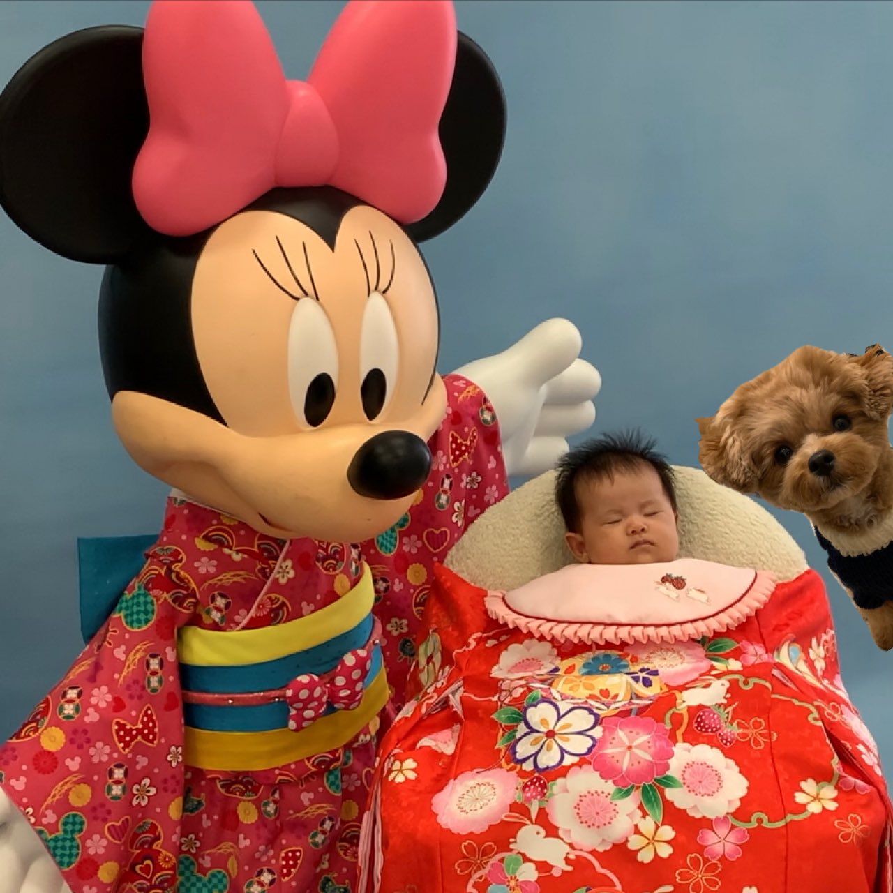 ポメプー ささみ Youtube更新中 僕も一緒にお宮参り こうなったらいいよね お宮参り Baby 赤ちゃん 犬好きな人と繋がりたい スタジオアリス 記念 ディズニー T Co 3idjqlunem Twitter