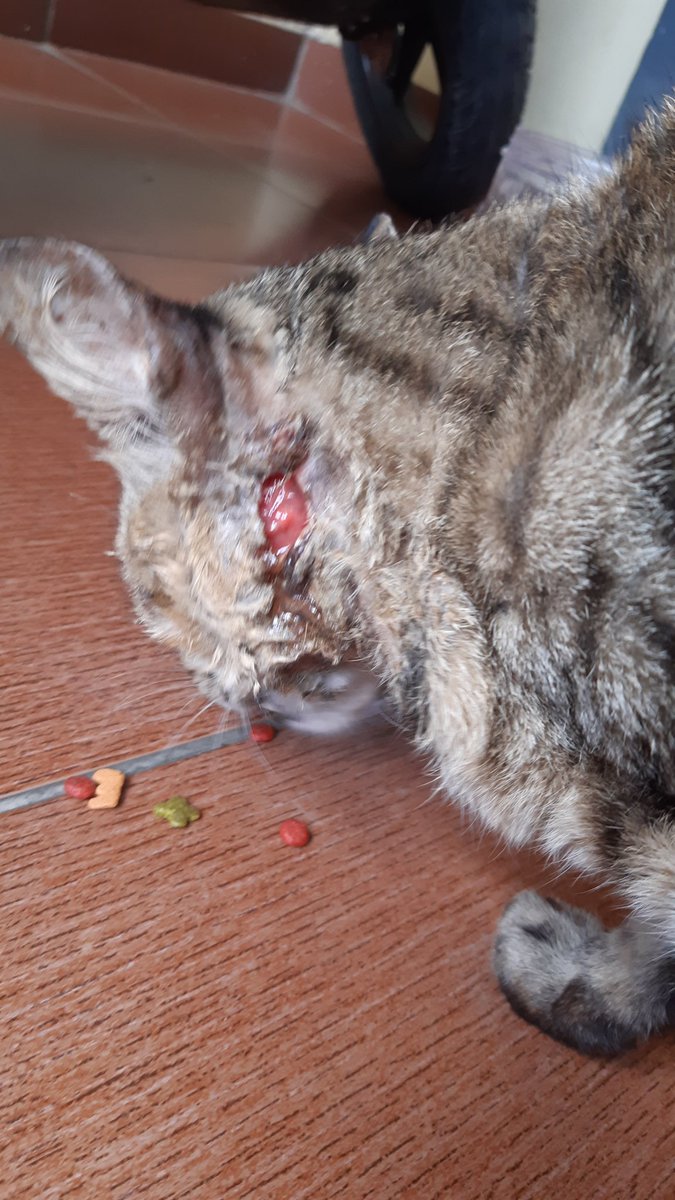 Twitter please do your magic 
Ini kucing ga tau punya siapa tapi dia suka ada di depan rumah, lehernya luka dan kaki depan kalau jalan pincang sebelah 😥 .. siapa tau kaka-kaka ada yg mau bantu <a href="/infobdg/">BANDUNG ᮘᮔ᮪ᮓᮥᮀ</a> <a href="/SahabatMeong/">Kucing Sahabat Kita♥</a>