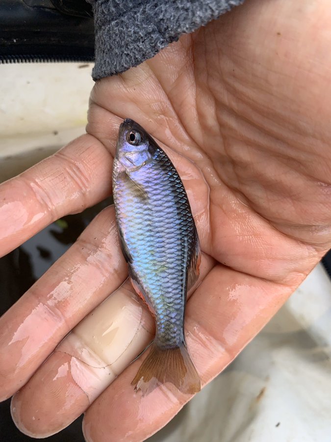 タナゴの特徴 見分け方 写真から探せる魚図鑑
