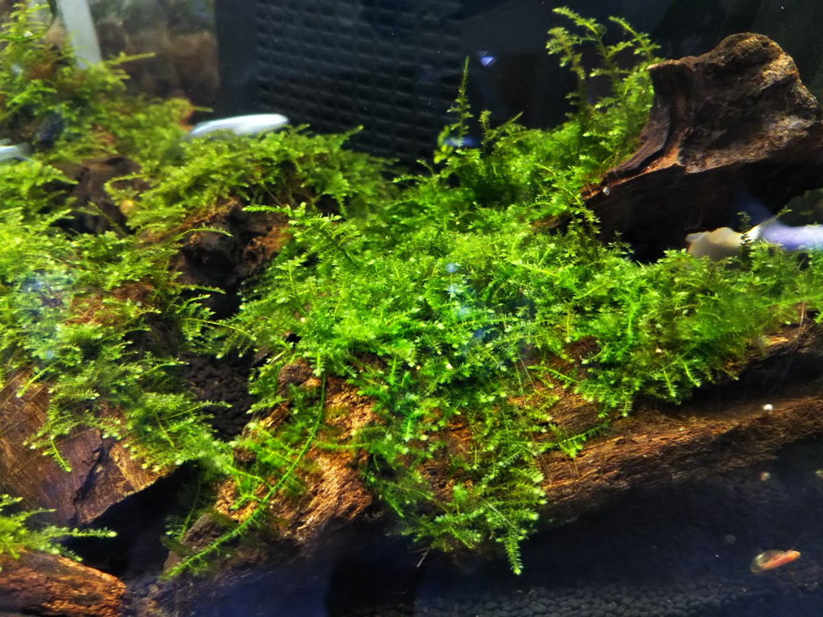 Aqua Fortune モス流木出来上がりましたので販売致します 今回はモスspマナウスと南米ウィローモスになります リリース情報 南米ウィローモス モスspマナウス