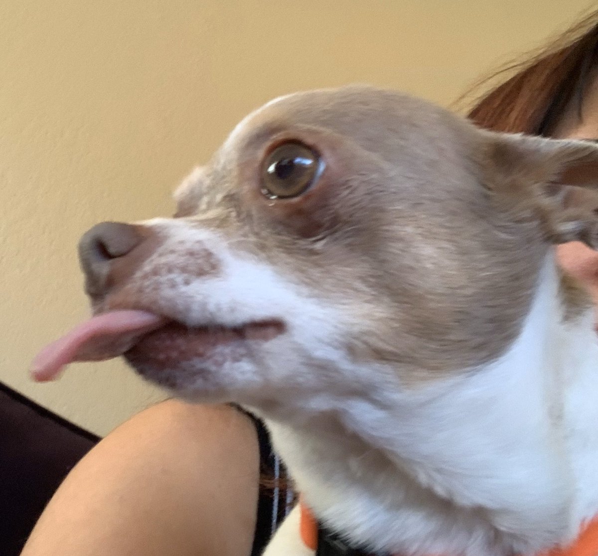 Chihuahua tongue
