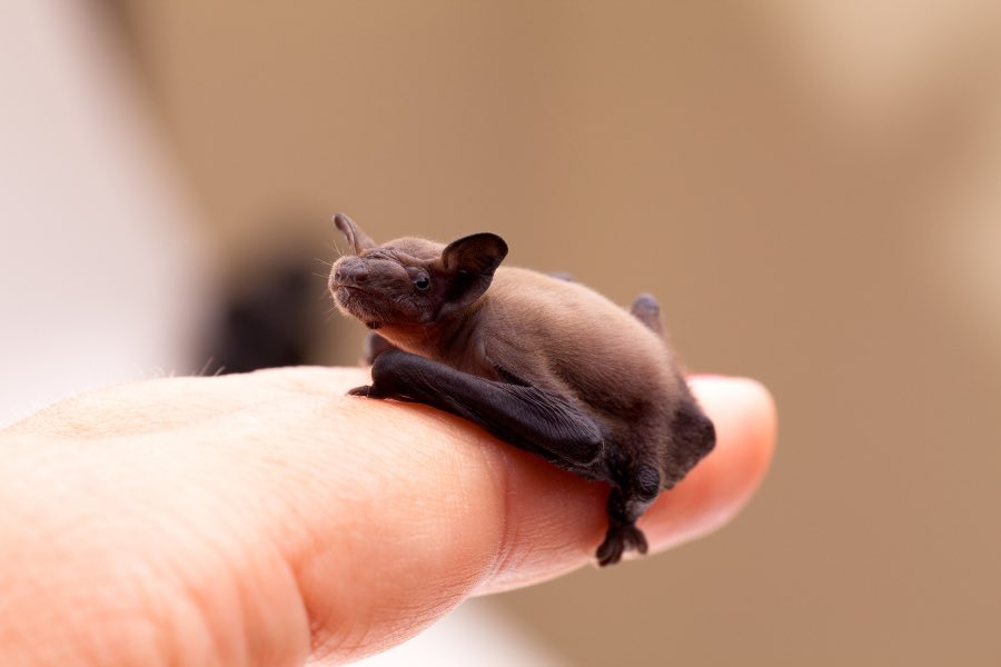 This is a bumblebee bat, the world’s smallest mammal at barely over an inch long. They live in limestone caves in very small areas in Thailand and Myanmar and are only active for about an hour a day, and a cool thing about them is they’re to hover like a hummingbird.