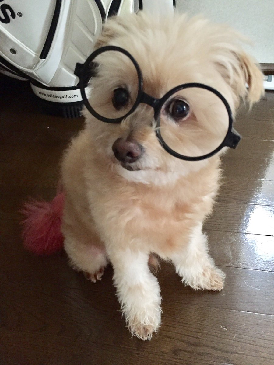 Yui 19 7 A Nation青森オープニングアクト出演しました 可愛くてたまらーーーん お利口さんです 愛犬 ラム ミックス犬 Mix犬 トイプードル ポメラニアン 犬 いぬ 動物 Dog Animal 癒し犬 Yui 19 7 A Nation青森オープニングアクト出演しました 可愛くてたまらーーーん お利口さんです 愛犬 ラム ミックス犬 Mix犬 トイプードル ポメラニアン 犬 いぬ 動物 Dog Animal 癒し犬