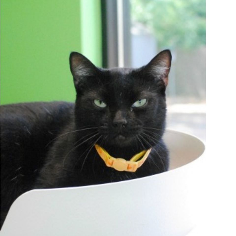 Good Mews tweet media