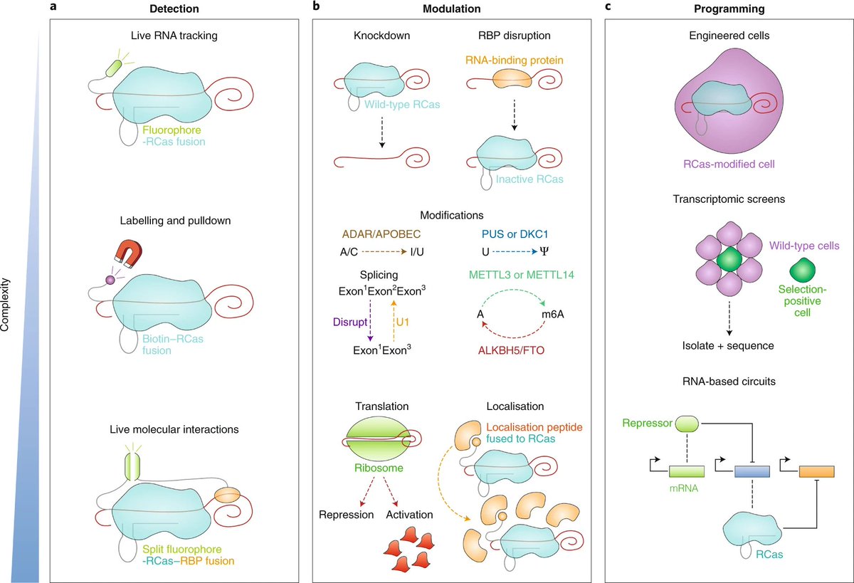 Gene Regulation Biology Discussion