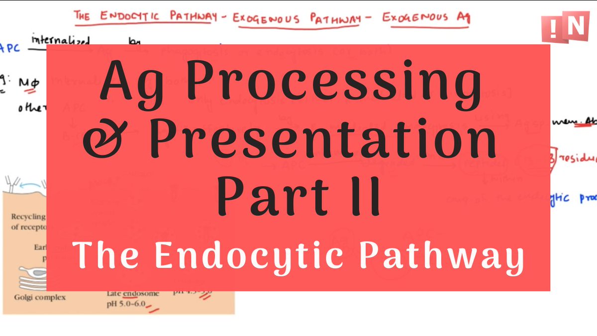 rupalgogia's tweet photo. Have you ever wondered how APC does not get confused between whether to present Ag on MHC I or MHC II since it can express both? Let's find out about it.
https://t.co/IXmrI4pK7l
#antigenpresentation #antigenprocessing #endocyticpathway #nowiknow https://t.co/30IGfGdtjL