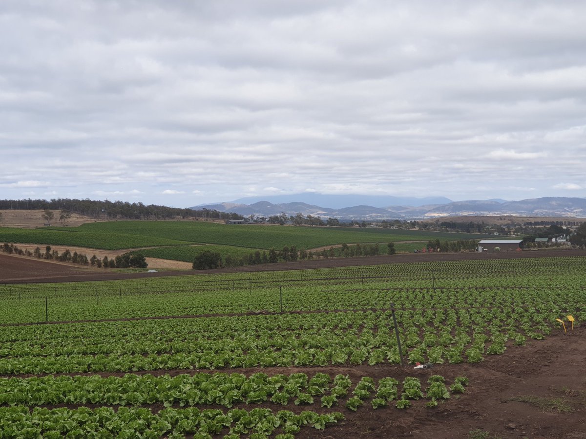 EatWellTasmania's tweet photo. Oh how we love a horticultural vista
#tasmanian #southernfields #eatlocaltas #Tasmania #vegitup https://t.co/AFVGPfzqi9