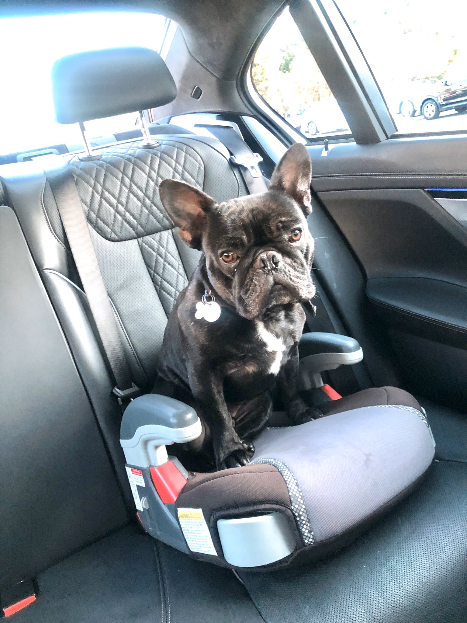 Learn about 174+ imagen french bulldog car seat In.thptnganamst.edu.vn