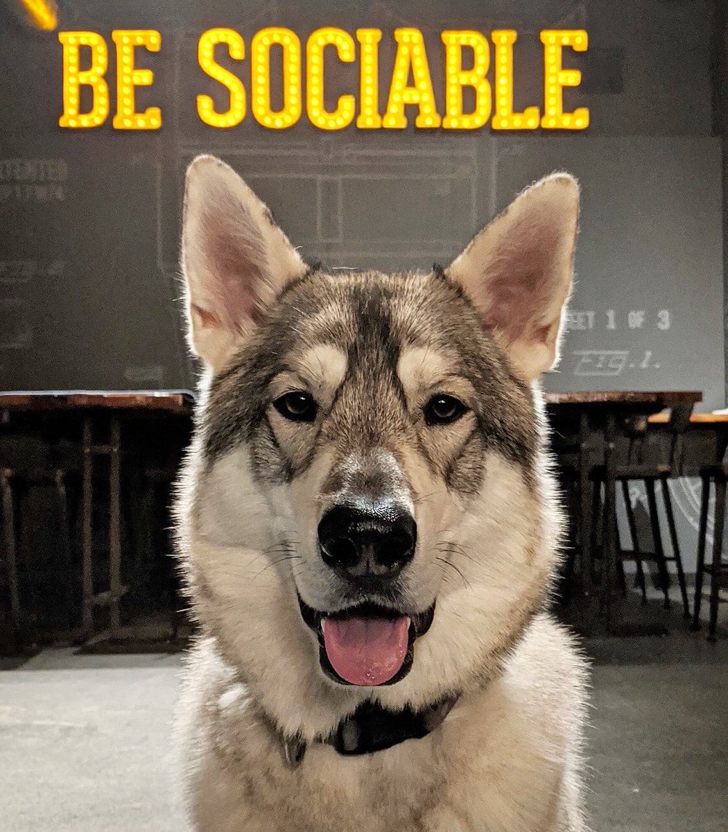 dogsofmsp's tweet photo. Be sociable. π¦ πΈ:@fantasticmrfionn @SociableCider #socialbutterfly #dogsofmsp #dogsofmspbrew https://t.co/Zp72OY6C6V