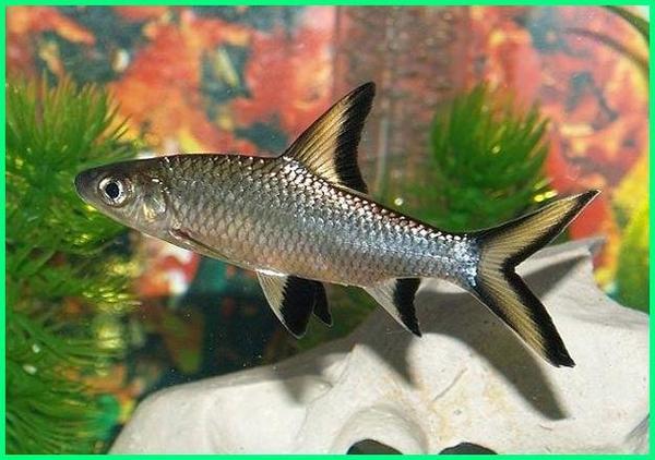 bppsdm_brbih's tweet photo. Balantiocheilos Melanopterus adalah nama latin dari ikan Bala Shark yang juga biasa dikenal dengan sebutan ikan hiu, balasak, hiu bala, hiu tricolor, hiu perak atau silver shark, dan sharkminnow tricolor. #kkp #brbih #ikanhias #balashark https://t.co/gNnDqfIurk