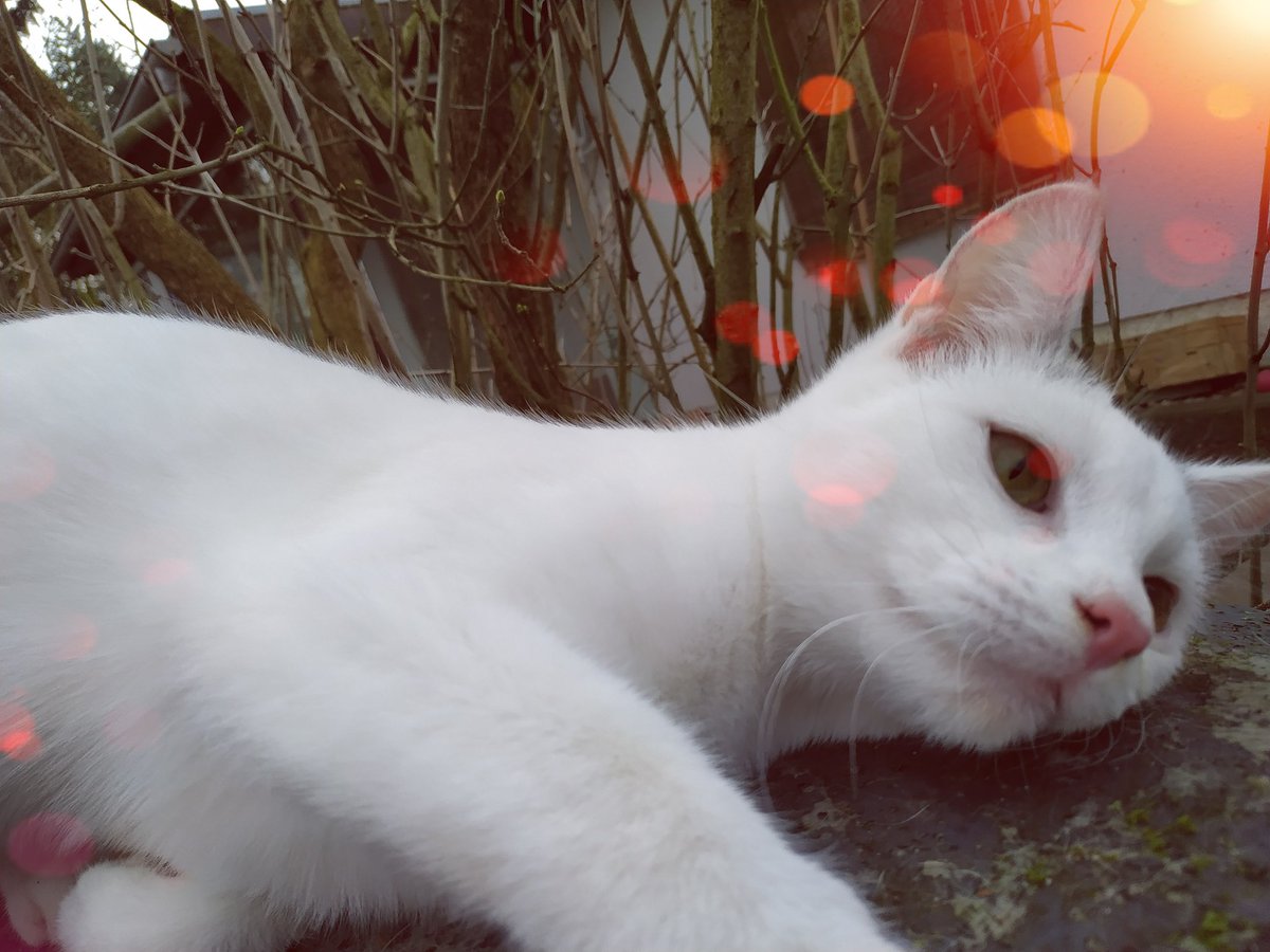 Guten Morgen liebe Katzenfreunde 😻👍

Seid ihr schon alle wach? Meine Lisa braucht noch eine Weile 🤫

#cats #caturday #kitty #catsoftwitter #catlover #katze #kitties #catoftheday #catlove  #katzen #catsofinstagram #caturday