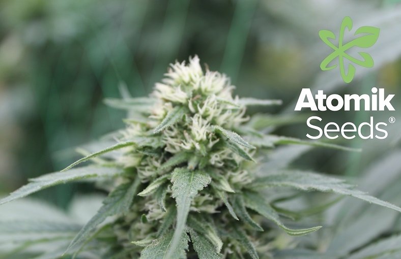 AtomikSeeds's tweet photo. Can cannabis slow down Parkinson's disease? Read more at our blog here:
https://t.co/tVxYrINii1 https://t.co/o7eQ0nEtSL