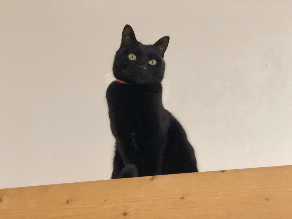 猫カフェ 美観neko 木曜は最近空いてる時間が多くのんびりされたい方にオススメです リョーチンが乗るお膝を求めております 美観neko ネコカフェ 美観地区 カフェ倉敷 Catcafe 猫カフェ倉敷 猫里親募集中 倉敷のんびり デートスポット倉敷