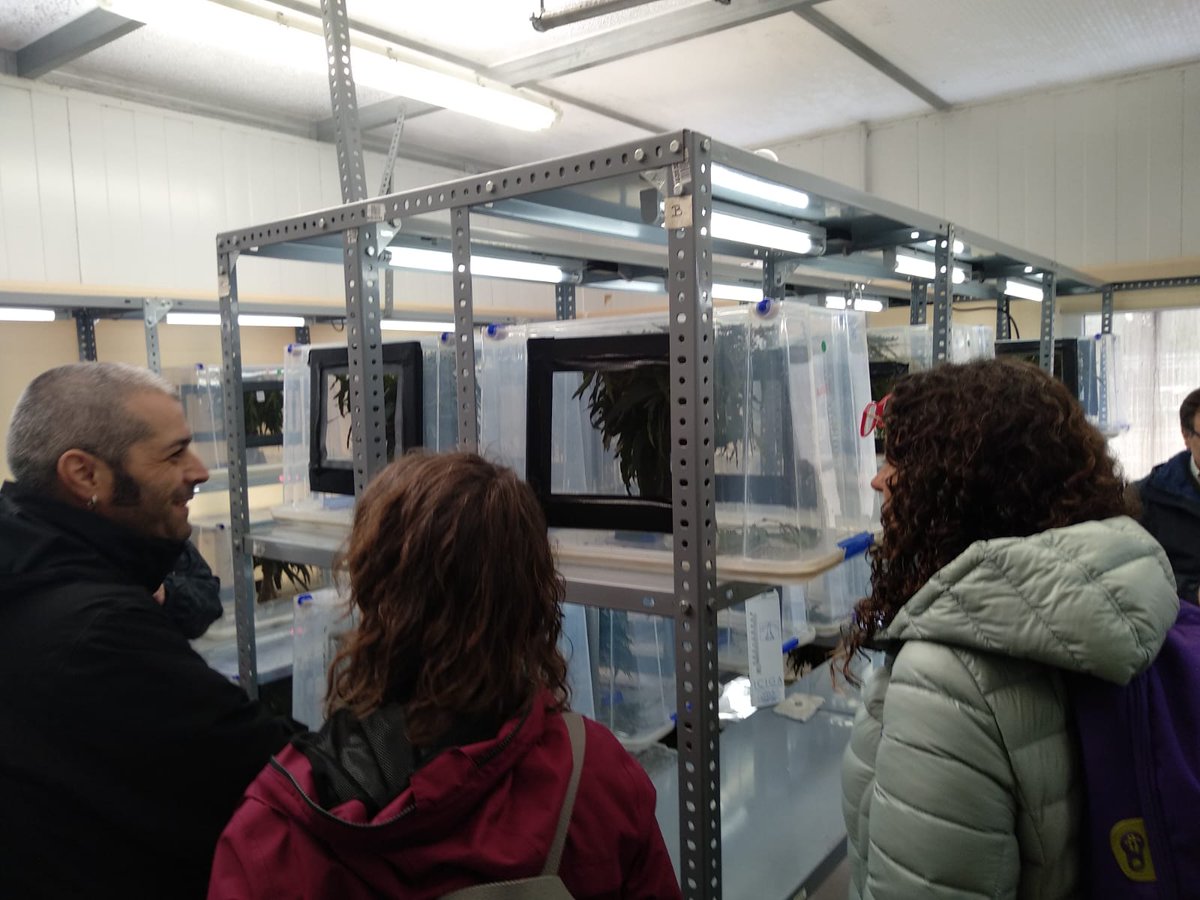 gossgegorgojo's tweet photo. GRUPO OPERATIVO #GOSSGE DIVULGACIÓN 2020. Curso  formación de formadores organizado por @Grupo_Ence
en Pontevedra. Visita a su #biofábrica donde producen #Gonipterus y #Anaphes. Mejoras en alimentación, temperatura, humedad e iluminación para incrementar la bioproducción. https://t.co/E8CUSQD9a3