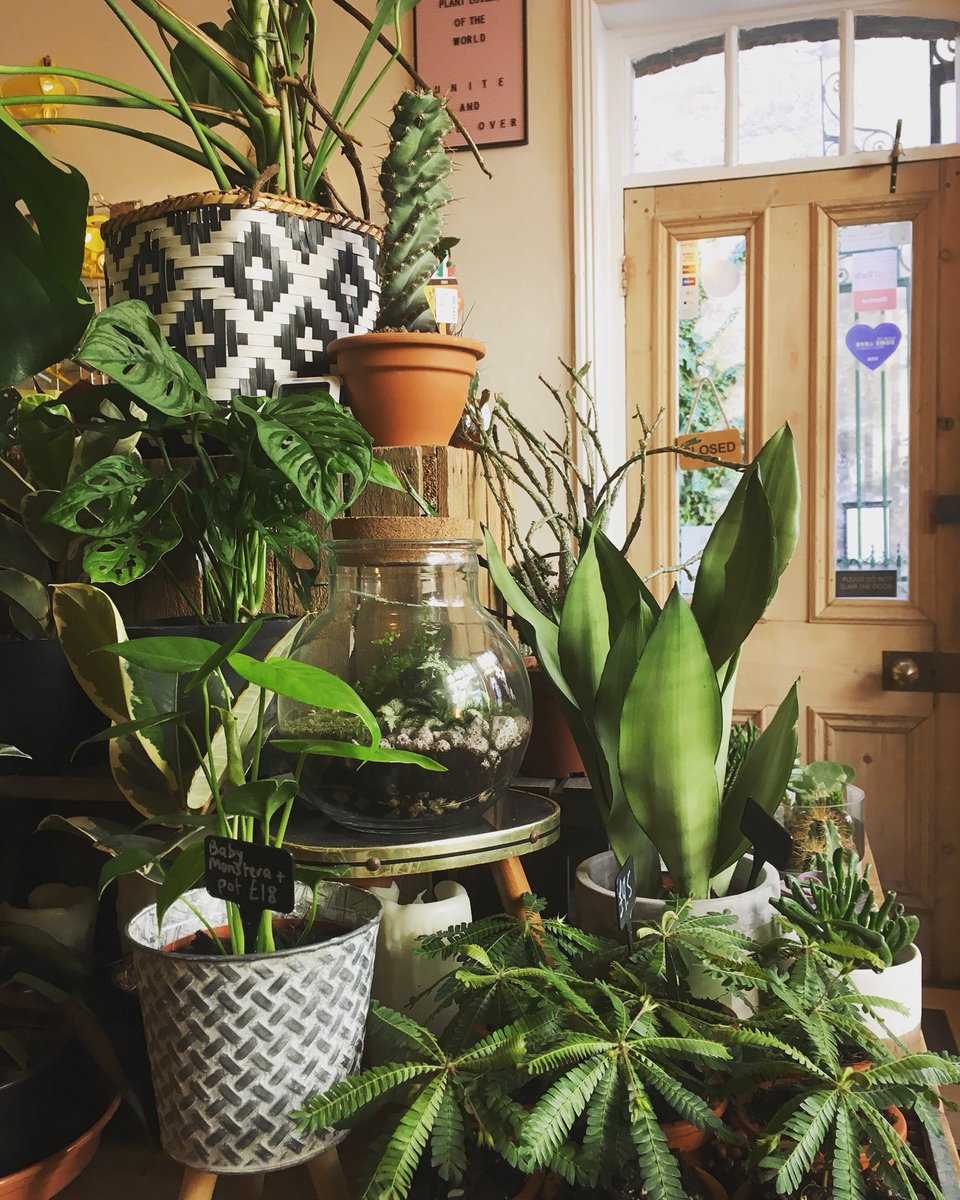 botanicyork's tweet photo. A new day in the jungle and a fresh load of plants have just arrived! Come and check out what’s new plant lover. Open until 6pm today. 💚🌱🌵🌿 #BotanicYork #HouseplantHeaven https://t.co/MosqFlf2h3