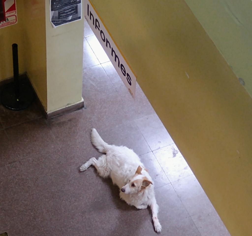 Por algo es el mejor amigo del hombre...