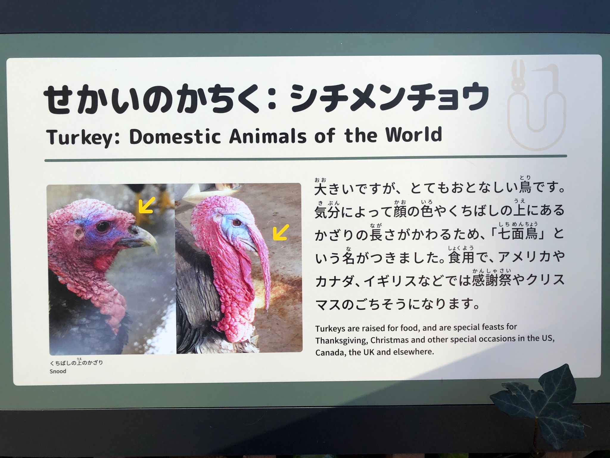 幌倉さと ほろくらさと 今日1番のビックリ シチメンチョウのくちばしの上のびろーん 肉垂 が気分によって長さが変わるなんて知らなかったー 幌倉さと ほろくらさと 今日1番のビックリ シチメンチョウのくちばしの上のびろーん 肉垂 が気分によって長さが変わるなんて知らなかったー