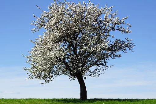 christinedoura1's tweet photo. Even if I knew that tomorrow
the world would go to pieces,
I would still plant my apple tree.

- Martin Luther

💛🌻💛🌻💛🌻💛🌻💛 https://t.co/3noFaOun3w