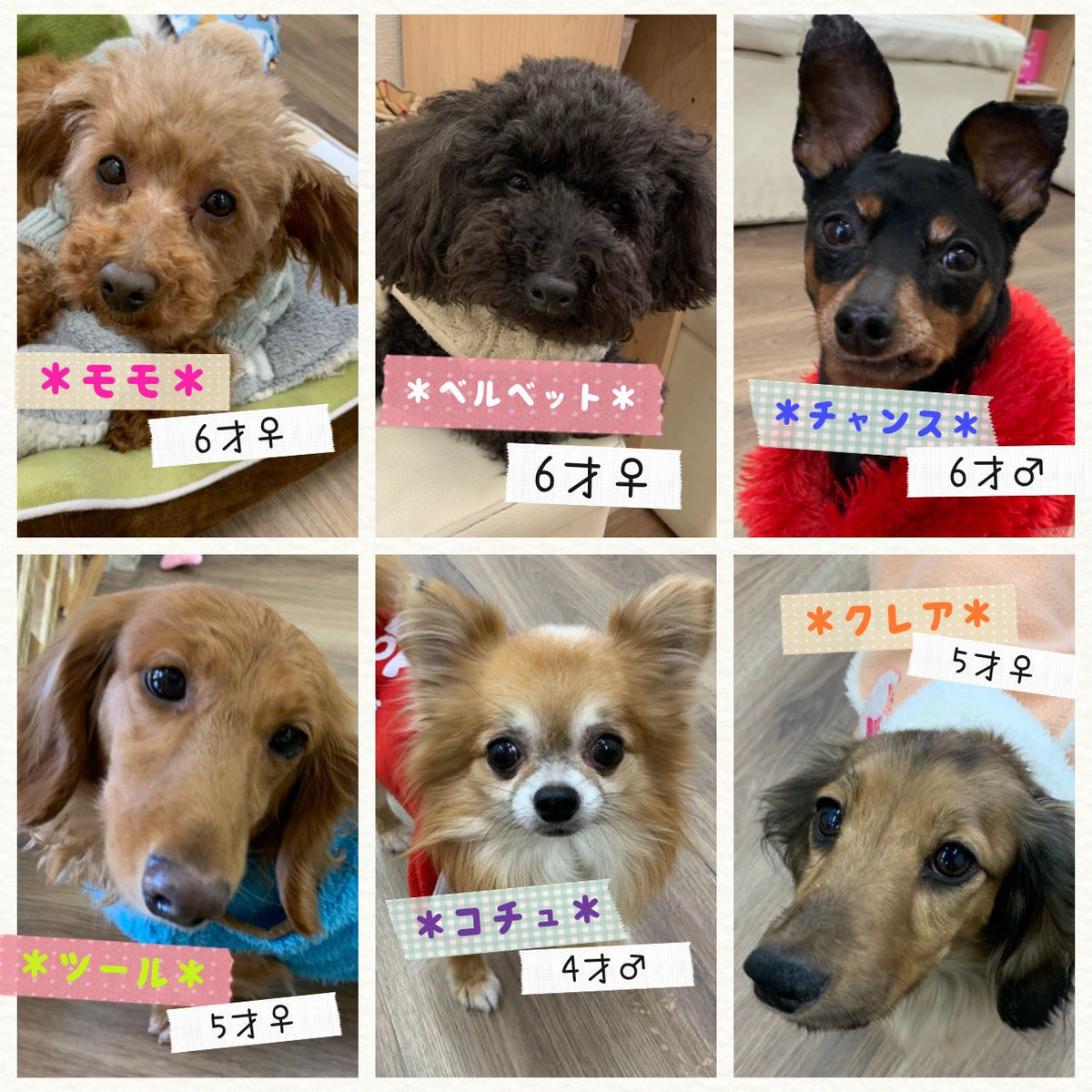 保護犬カフェ 保護猫カフェ 寺田町店 保護犬カフェ寺田町店 明日の里親さん募集メンバーです 本日も支援物資ありがとうございました 保護犬カフェ 保護猫カフェ 保護犬 保護猫 拡散希望 殺処分ゼロ 里親募集 犬バカ部 いぬら部 ねこすた 保護犬カフェ 保護猫カフェ 寺田町店 保護犬カフェ寺田町店 明日の里親さん募集メンバーです 本日も支援物資ありがとうございました 保護犬カフェ 保護猫カフェ 保護犬 保護猫 拡散希望 殺処分ゼロ 里親募集 犬バカ部 いぬら部 ねこすた
