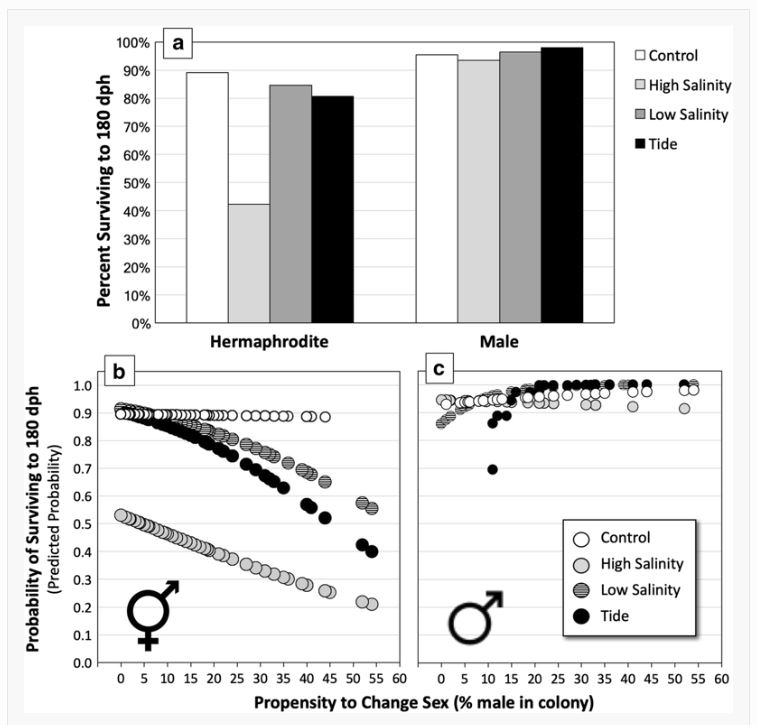 evoecology's tweet photo. Latest #EvolutionaryEcology featured paper: Sex change as a survival strategy ➡https://t.co/QbCj5UizuV⬅ #SNEVEC #SpringerNature #sexchange #survivalstrategy #sexchange #sexallocation #Mangroverivulus #hermaphrodite #Kryptolebiasmarmoratus #selffertilization #survivalstrategy https://t.co/K0AZXyGpcz