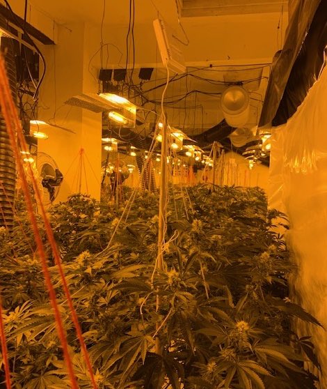 SYPShaunMorley's tweet photo. This is fantastic work by my #OpFortify team. A massive Cannabis cultivation located at an industrial premises in #Mexborough now in the safe hands of the Police and not on our streets. Top work and further disruption in to organised crime. Well done team. @SYPFORTIFY_DON https://t.co/t3AY8Z5oY3