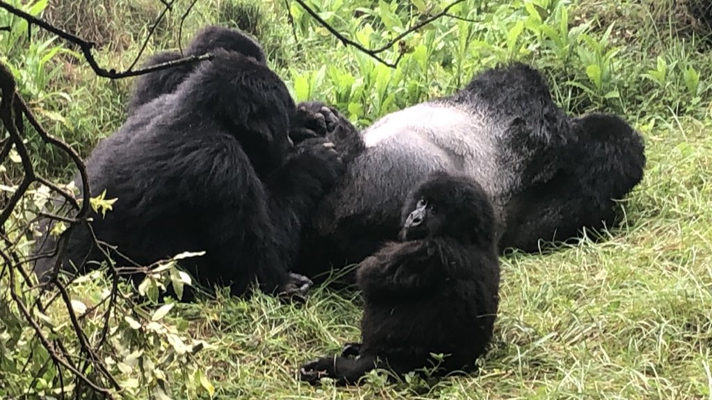 BelenCalvoEU's tweet photo. Magic! ✨The Nyakagezi family hosted us yesterday in their Mghahinga Forest. Impenetrable forest, the lung of this planet 🌍💚✨🦍 Nature is looking at us, we are all responsible. #ForestEU #EUGreenDeal
More about my trips : Instagram @Belcaluya https://t.co/4SSDUgGRpN