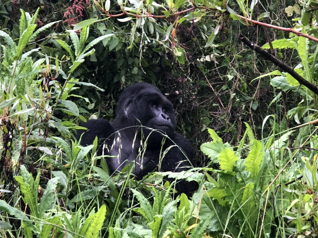BelenCalvoEU's tweet photo. Magic! ✨The Nyakagezi family hosted us yesterday in their Mghahinga Forest. Impenetrable forest, the lung of this planet 🌍💚✨🦍 Nature is looking at us, we are all responsible. #ForestEU #EUGreenDeal
More about my trips : Instagram @Belcaluya https://t.co/4SSDUgGRpN