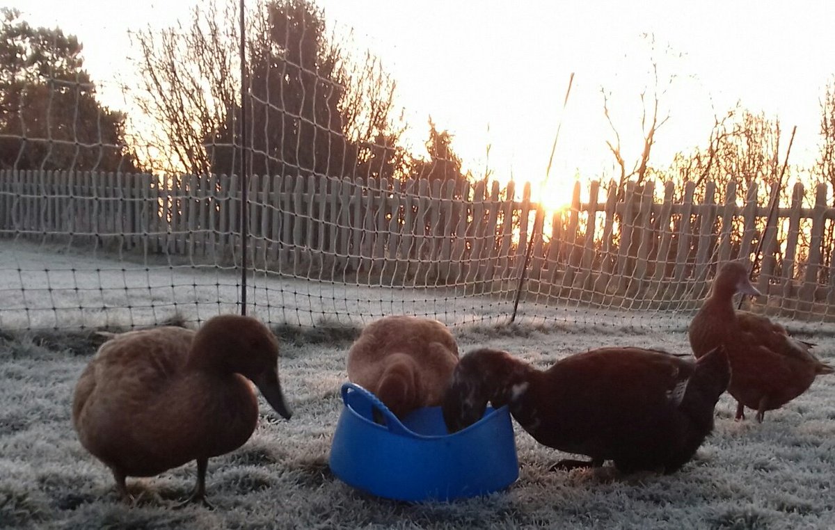 Four ducks on frosty grass with sunrise behind. Two eating from a plastic bowl.