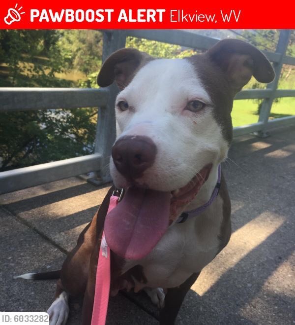 maggie_moon73's tweet photo. #lostdog #Delilah was #LOST in #Elkview #WV 25071 near Jarrett Heights Road
Description: Brown/white w/light brown eyes/brown nose. Pit bull mix. Purple Top Paw collar/chipped.
For more info or to contact Delilah's owner, click here: https://t.co/Pg2KLUDRYr https://t.co/ObU23g8Y5d