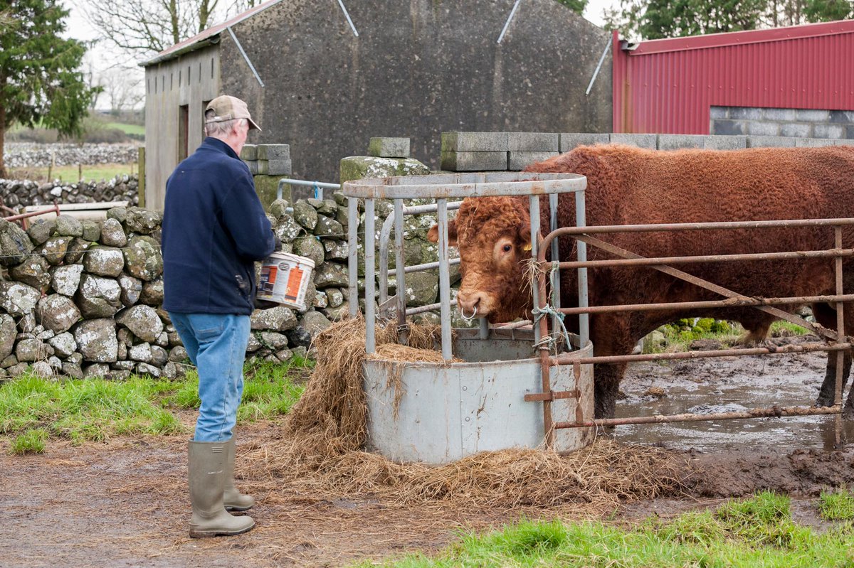 Noel Spellman, Emlagh Co Galway. Tending to "George" his pure bred Limousine Bull