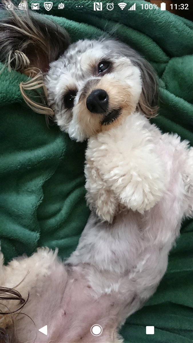 ぬえ 娘が 犬達のこと ものすごく可愛いと思ってスマホで撮っても この目で見るほどは画像では可愛くない 気がする もしかしたら 私の両目は親バカフィルターがかかっているのでは と よくわからん心配をしています 良かったら 大丈夫 この犬は ぬえ 娘が 犬達のこと ものすごく可愛いと思ってスマホで撮っても この目で見るほどは画像では可愛くない 気がする もしかしたら 私の両目は親バカフィルターがかかっているのでは と よくわからん心配をしています 良かったら 大丈夫 この犬は