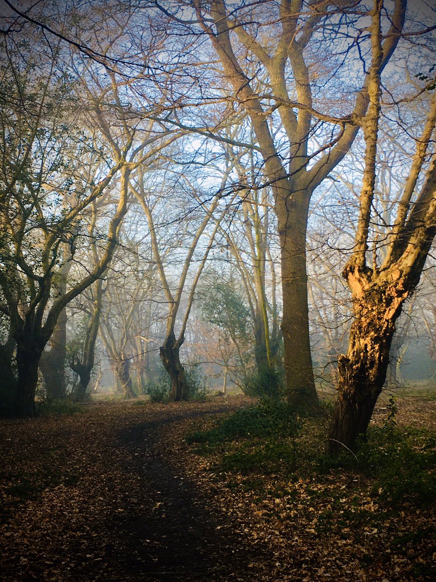 Loving the morning walks to @WhippsCrossHosp through Epping Forest - one of many reasons to join our rheumatology team. Consultant job advert closing soon.