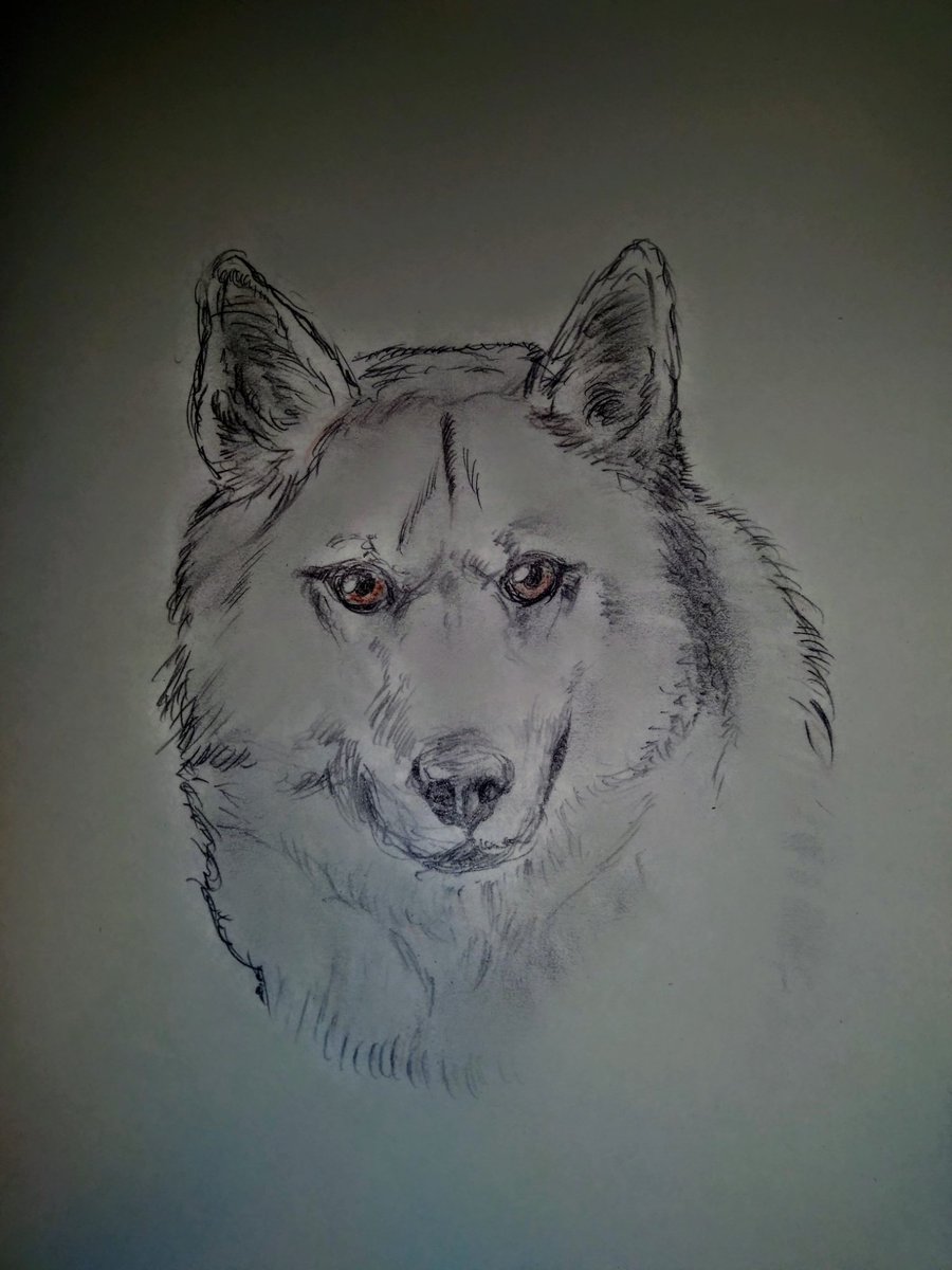 Judas 太古の犬種です 兄弟種グリーンランドドッグに吸収される形で絶滅したとの事なのでグリーンランドドッグを参考に 263犬種め イラスト 色鉛筆 色鉛筆画 動物画 犬の絵 鉛筆画 犬図鑑 アナログ ウェストグリーンランドドッグ T