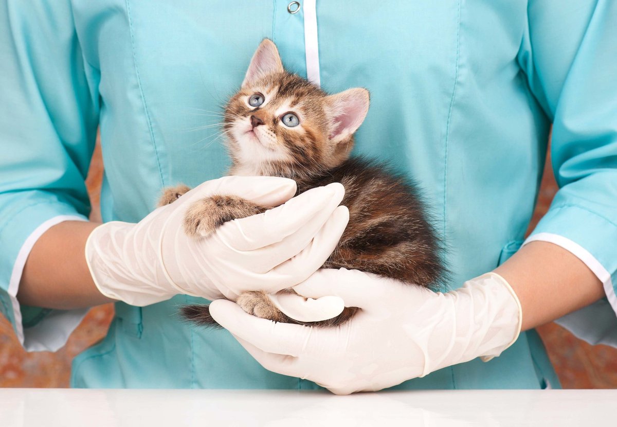 IFSA_Formations's tweet photo. Vous souhaitez contribuer au bien-être des #animaux ? 🥰🐾 C'est possible, et ce, grâce à nos formations en ligne en santé #animal ! 🤗

➡➡ https://t.co/5hImLOK4wP https://t.co/FN75yXuAIZ