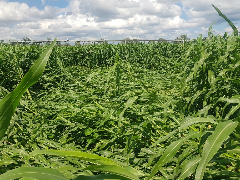 regenag's tweet image. Always like receiving pics from clients, especially growing healthy crops with 200kg LESS urea! Leaf Si levels have doubled and estimating 30-35t/ha in the sorghum crop. #regenag #bioinputs #nutrition #reducedCOP #balance #growyougoodthing #letthemicrobesdothework #luckycows