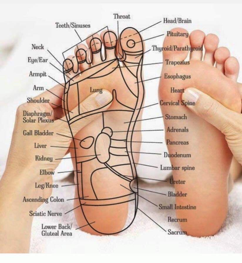 LeeReflexology's tweet photo. A reflexologist uses points on the hands, feet, ears and face which correspond with different areas of the body. This is a point of reference map for the right foot, we use this for training purposes. #reflexology https://t.co/99mdwhLe9J
