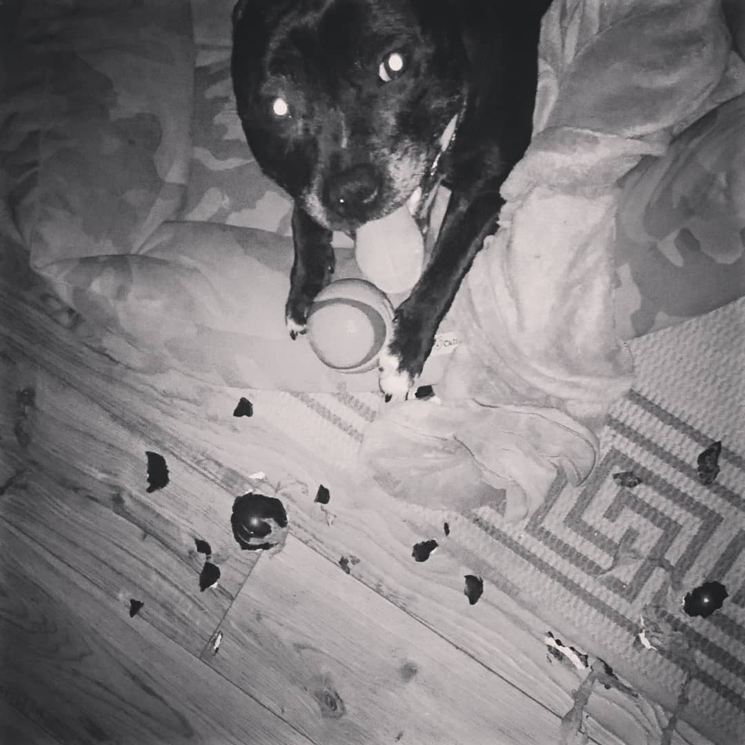 WagsTiny's tweet photo. Uh oh! Bally do an explode! 😮
#toyexplosion #playtime #wasntme #newtoysplease #playball #naughtydog #naughty #staffy #staffie #staffie #staffygram #dogsofinstagram https://t.co/vpJYvLR0c4