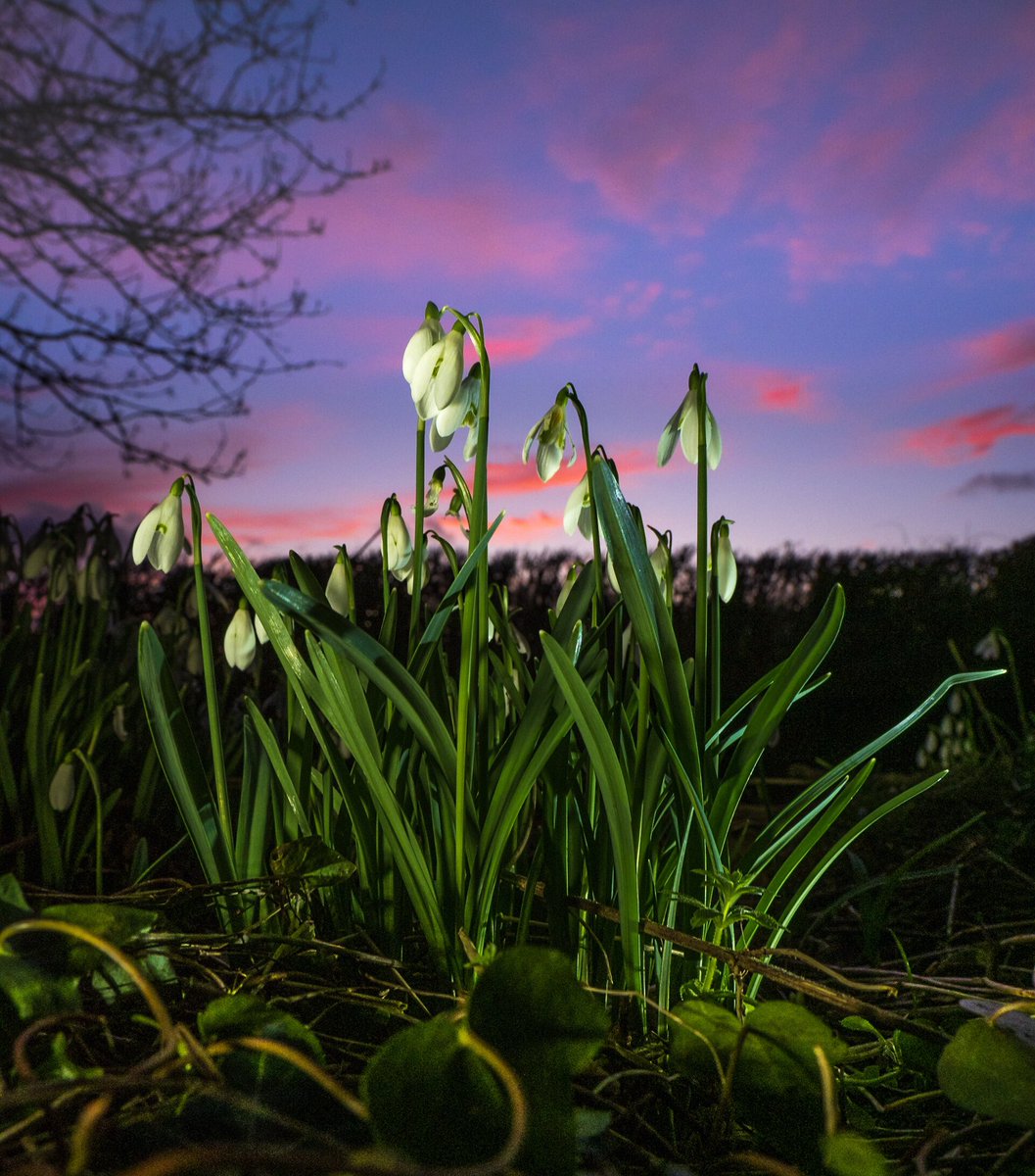 2peters's tweet photo. Snowdrops in lovely dusk light OIympus em1x @CPRE @Countrymaned @igpoty @ShropsWildlife @nationaltrust @OlympusUK @olympuspassion #appicoftheweek #digitalcameraPOTD @The_RHS https://t.co/UoyW7H2m73