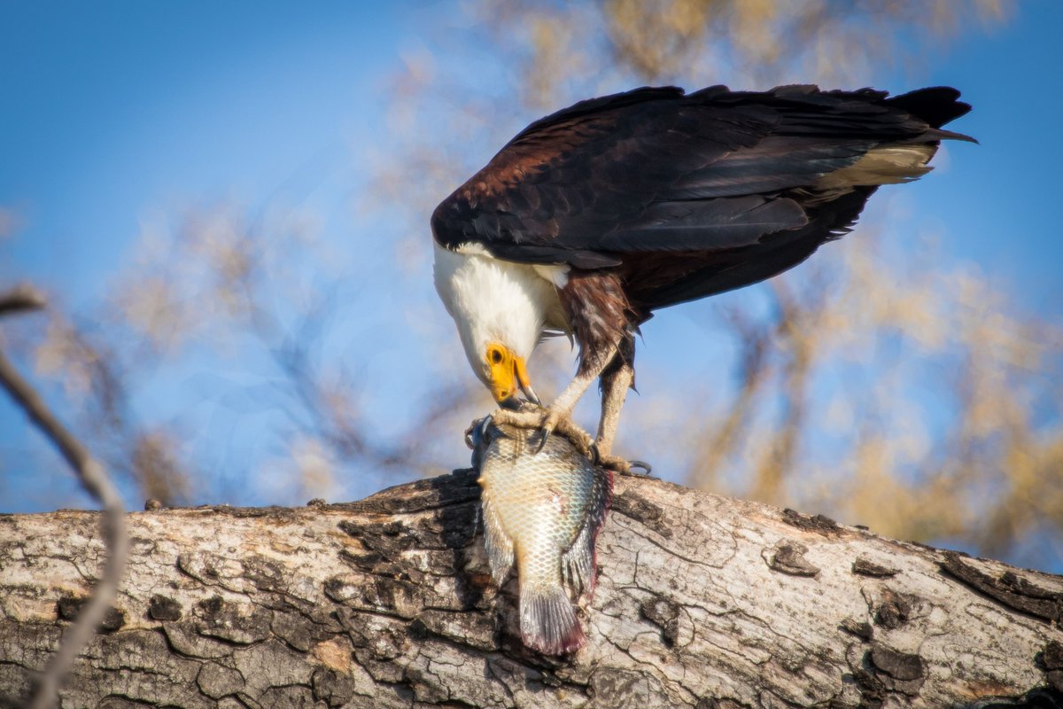 Nothing says African safari more clearly than the enchanting call of the African fish eagle.

The African bush is calling you 😉 underonebotswanasky.com

#birdwatching #africa #safari #botswana #birdphotography #experience #wildlifephotography