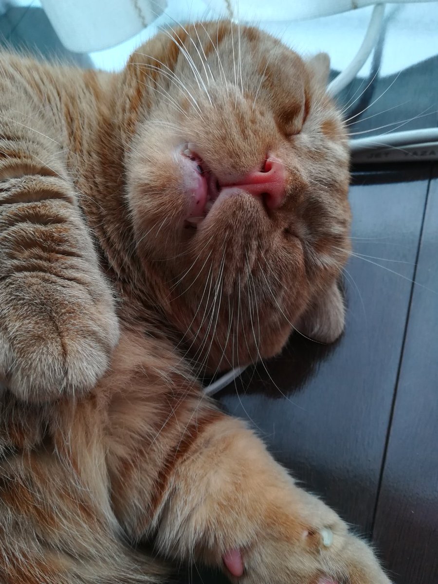 おしり On Twitter 無防備ばんざい マンチカン 短足マンチカン 猫のいる生活 猫のいる幸せ 猫好き