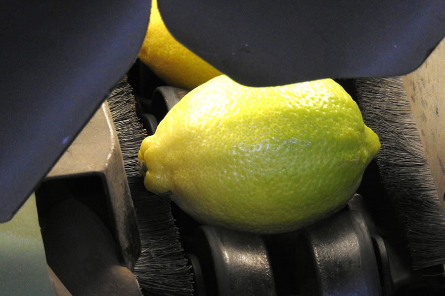 We can't ever get enough of the beauty of the limes and lemons that are grown, picked and packed on our Limpopo farm!

#PietCitrus #Citrus #CitrusExporter