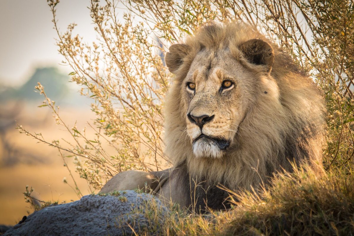 The king in all his glory.

Seeing these magnificent creatures on safari will be a moment that you will cherish forever.

underonebotswanasky.com

#safari #wildlife #wildlifephotography #lion #lionking #botswana #africa #travel #experience #gamedrive