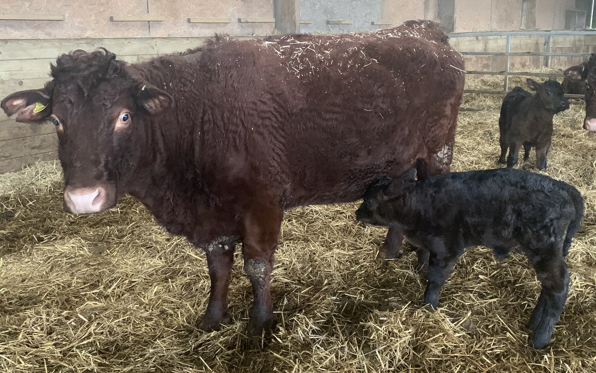 Occombe_Farm's tweet photo. More gorgeous pics of our new families at Occombe this week! #Springnews #occombe https://t.co/SfLgyvEMXA
