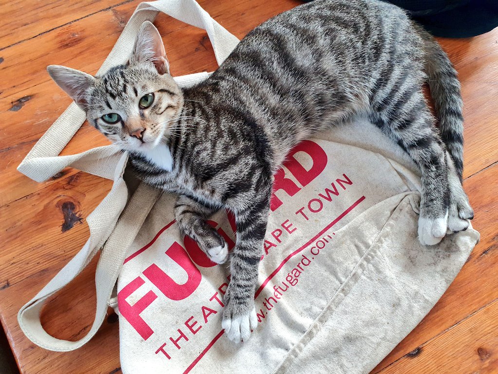 TheatreSceneCpt's tweet photo. When you know your cat is a lover of the arts...
Wild Bill the theatre cat & his favourite napping spot, featured alongside his equally dramatic twin, Calamity Jane!
Bill & Jane have their tickets to see #MasterHarold and the Boys at @TheFugard all sorted. Have you booked yet? https://t.co/5xemQqqqwG