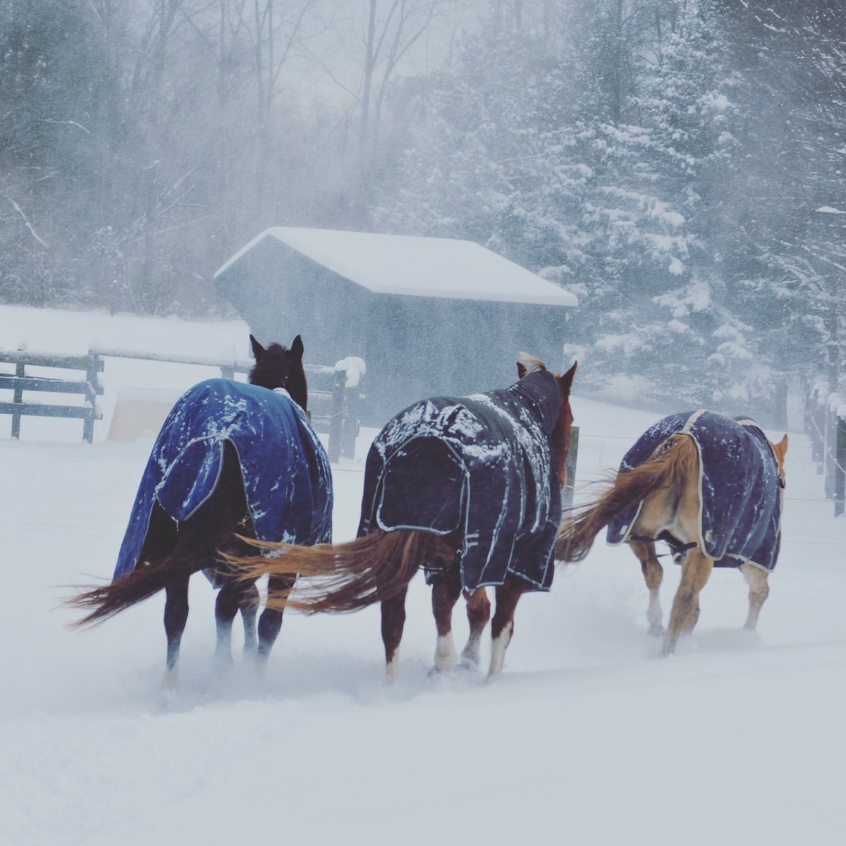 CheffCenter's tweet image. Cheff will be CLOSED February 6th due to weather and road conditions.  No clients or volunteers should report.  Stay safe and warm everyone! #snowday