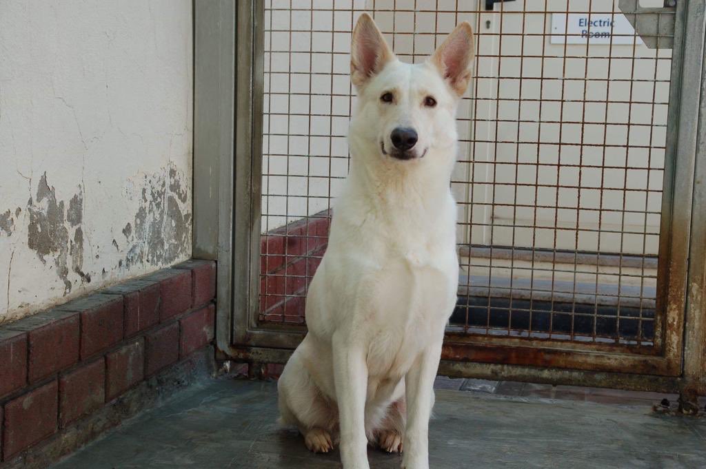 Turner19Mrs's tweet photo. After an amazing personal experience with our rescue Joey Potter from @K9FriendsDubai we are hoping to raise the profile or this beautiful girl #Diamond and find her the perfect home here in the U.K. please share and message for info #adoptable #adoptthisdog #secondchancedog https://t.co/ngqH12yNnG