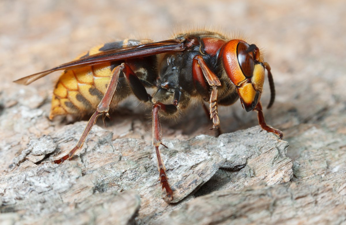 shakiramark1's tweet image. How To Get Rid of Hornets | Active Pest Control
activebc.ca/Hornet.html
Pest Solutions offers thorough, professional hornet removal services to keep individuals and properties safe from the dangerous stinging insects.
#HornetControl